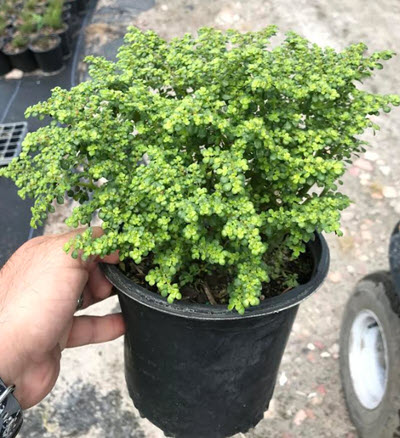 6" Pilea Artillery Fern